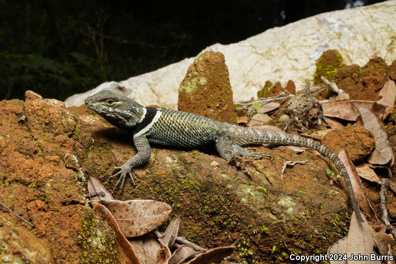 Buller's Spiny Lizard (Sceloporus bulleri)