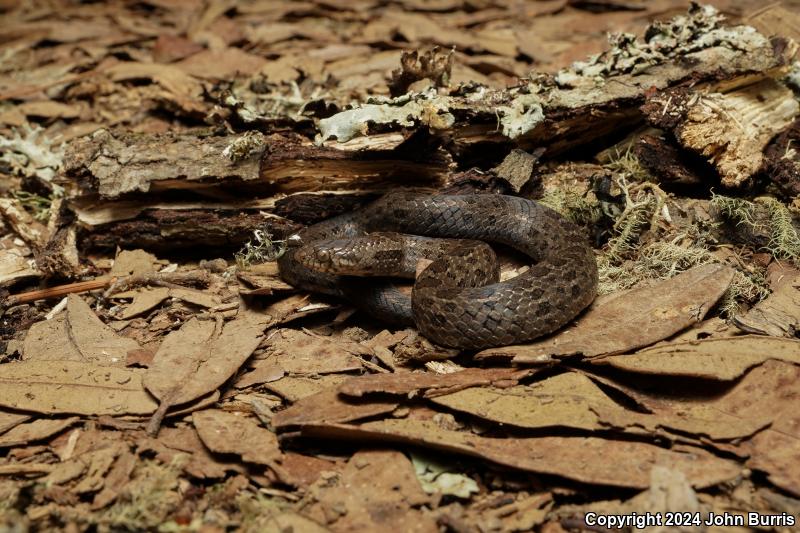 Two-lined Mexican Earthsnake (Conopsis biserialis)