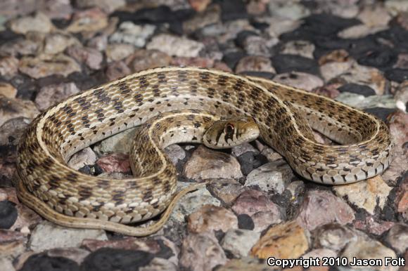 Checkered Gartersnake (Thamnophis marcianus marcianus)