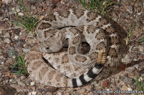 Western Diamond-backed Rattlesnake (Crotalus atrox)