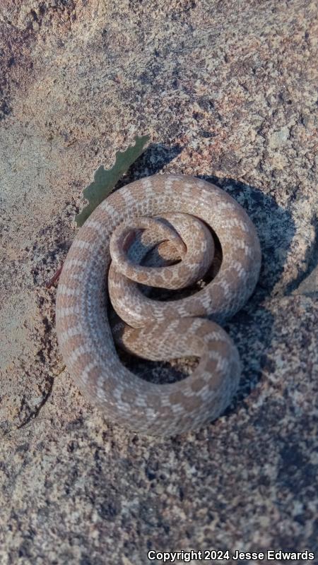 San Diego Nightsnake (Hypsiglena ochrorhyncha klauberi)