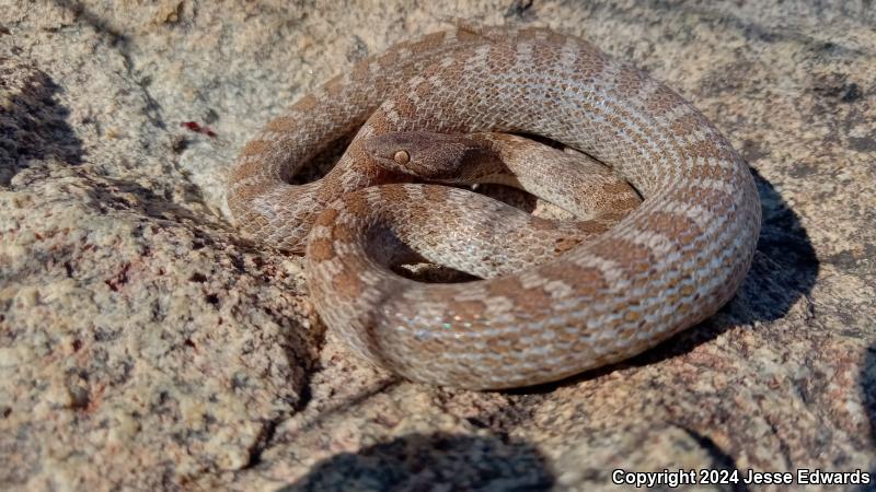 San Diego Nightsnake (Hypsiglena ochrorhyncha klauberi)