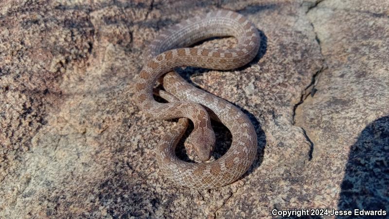 San Diego Nightsnake (Hypsiglena ochrorhyncha klauberi)