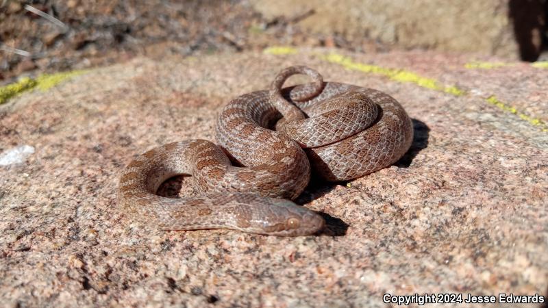 San Diego Nightsnake (Hypsiglena ochrorhyncha klauberi)