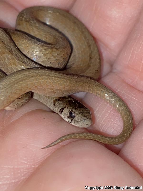 Dekay's Brownsnake (Storeria dekayi)