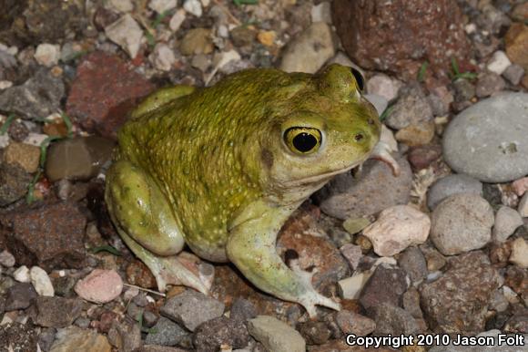 Couch's Spadefoot (Scaphiopus couchii)