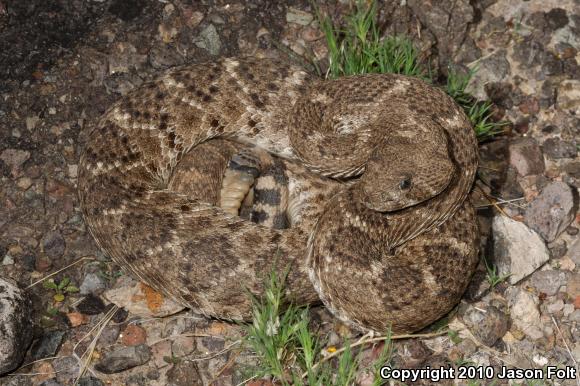 Western Diamond-backed Rattlesnake (Crotalus atrox)