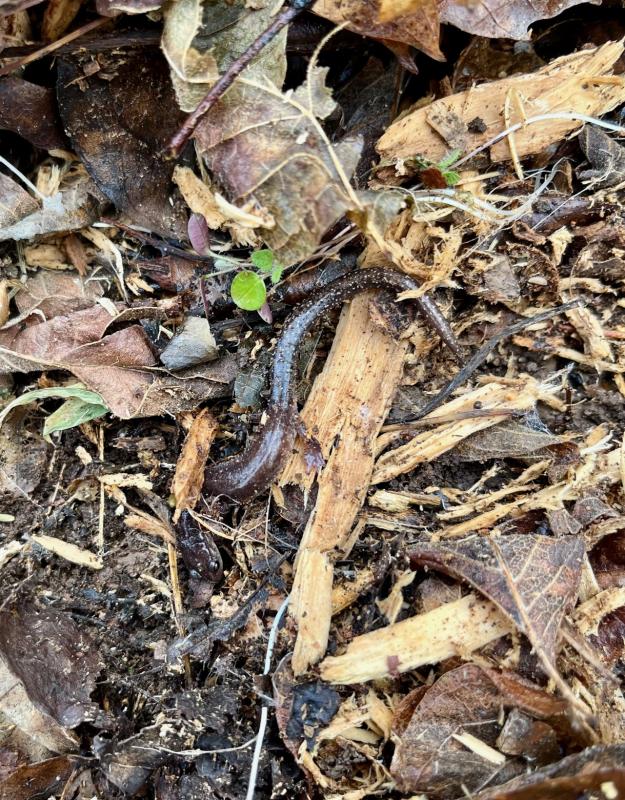 Northern Dusky Salamander (Desmognathus fuscus)