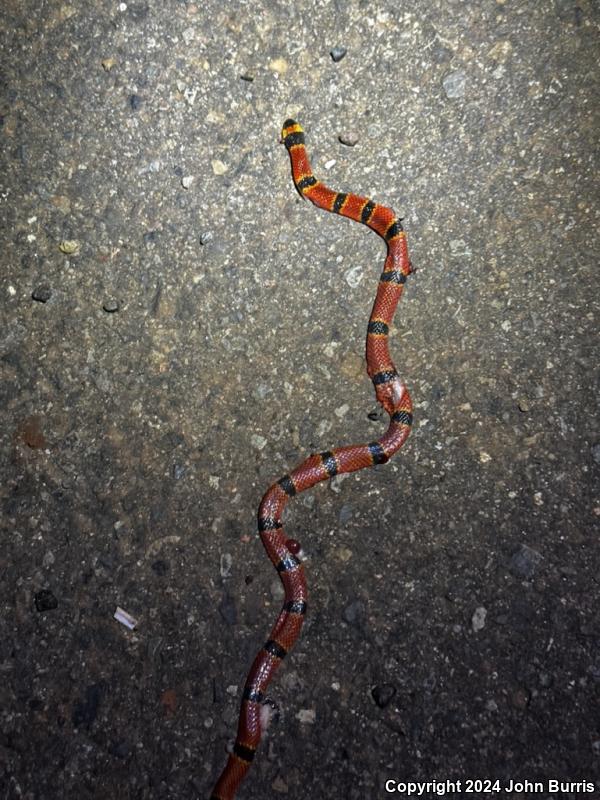 Nayarit Coralsnake (Micrurus proximans)