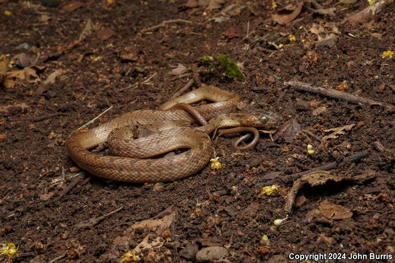 Small-spotted Cat-eyed Snake (Leptodeira polysticta)