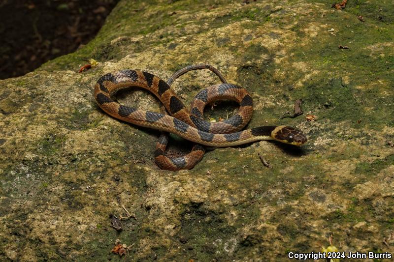 Southwestern Cat-eyed Snake (Leptodeira maculata)