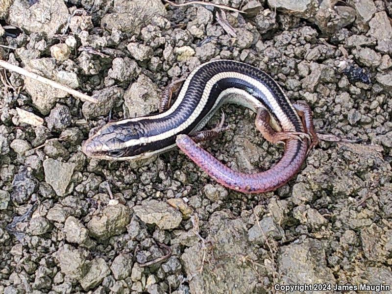 Gilbert's Skink (Plestiodon gilberti)