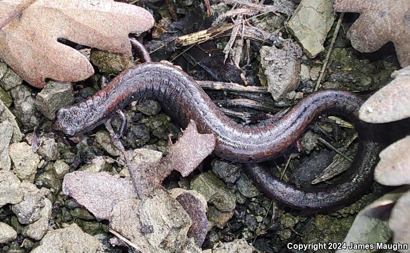 Gabilan Mountains Slender Salamander (Batrachoseps gavilanensis)