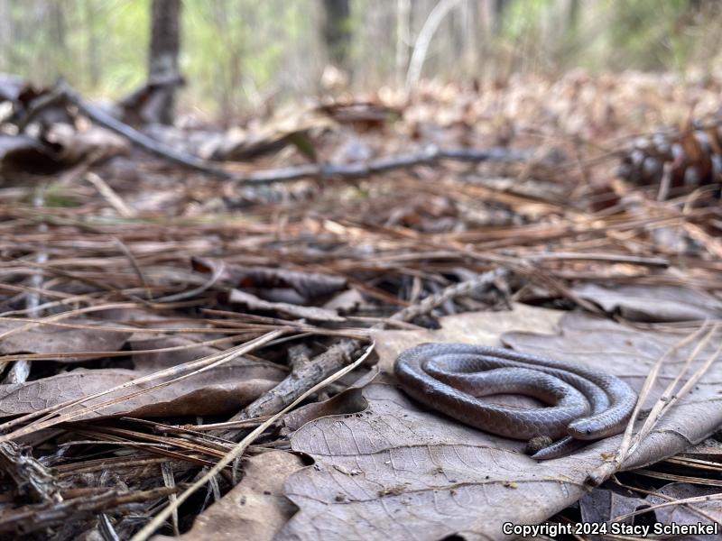 Eastern Wormsnake (Carphophis amoenus)