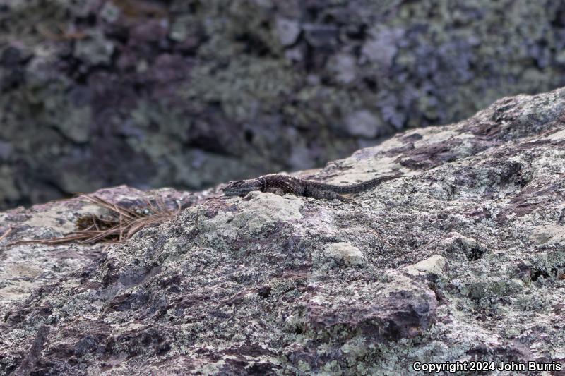 Western Crevice Spiny Lizard (Sceloporus poinsettii macrolepis)