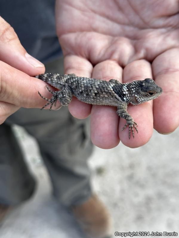 Western Crevice Spiny Lizard (Sceloporus poinsettii macrolepis)