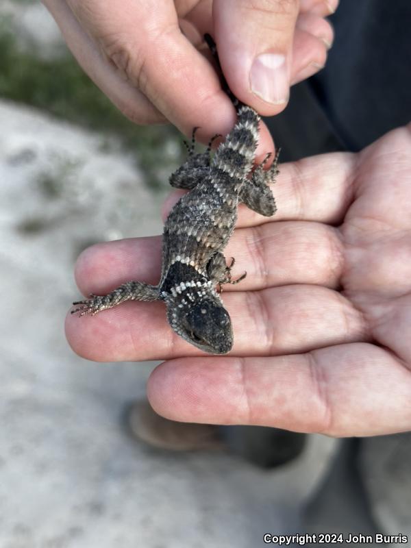 Western Crevice Spiny Lizard (Sceloporus poinsettii macrolepis)