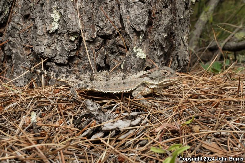 Sierra Madre Horned Lizard (Phrynosoma orbiculare bradti)