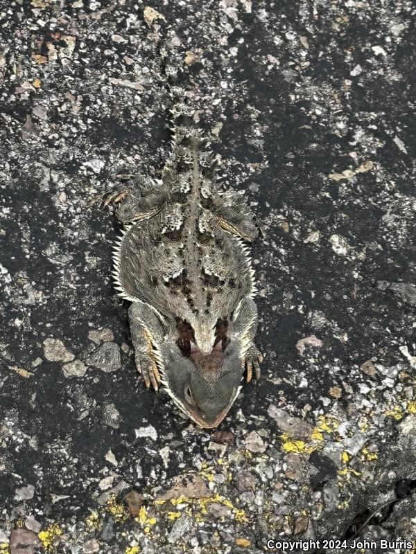 Sierra Madre Horned Lizard (Phrynosoma orbiculare bradti)