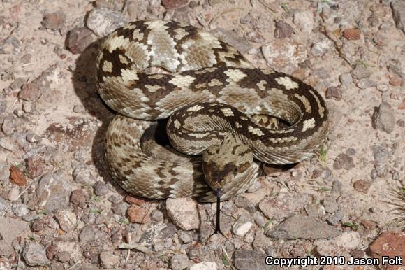 Northern Black-tailed Rattlesnake (Crotalus molossus molossus)