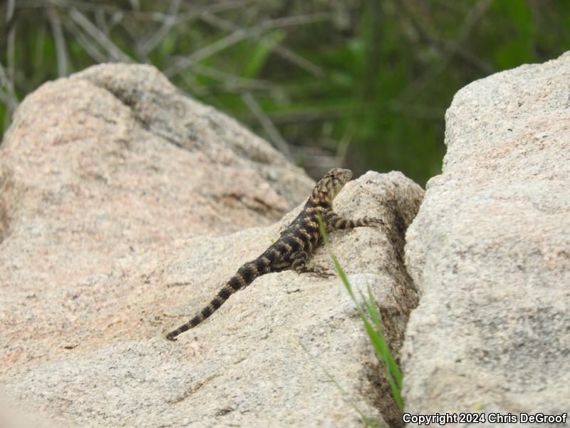 Granite Spiny Lizard (Sceloporus orcutti)