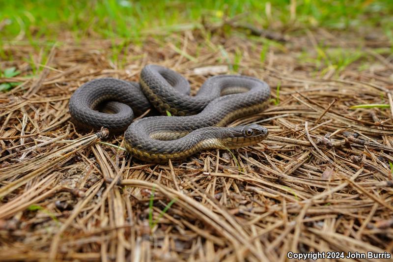 Gray Black-bellied Gartersnake (Thamnophis melanogaster canescens)