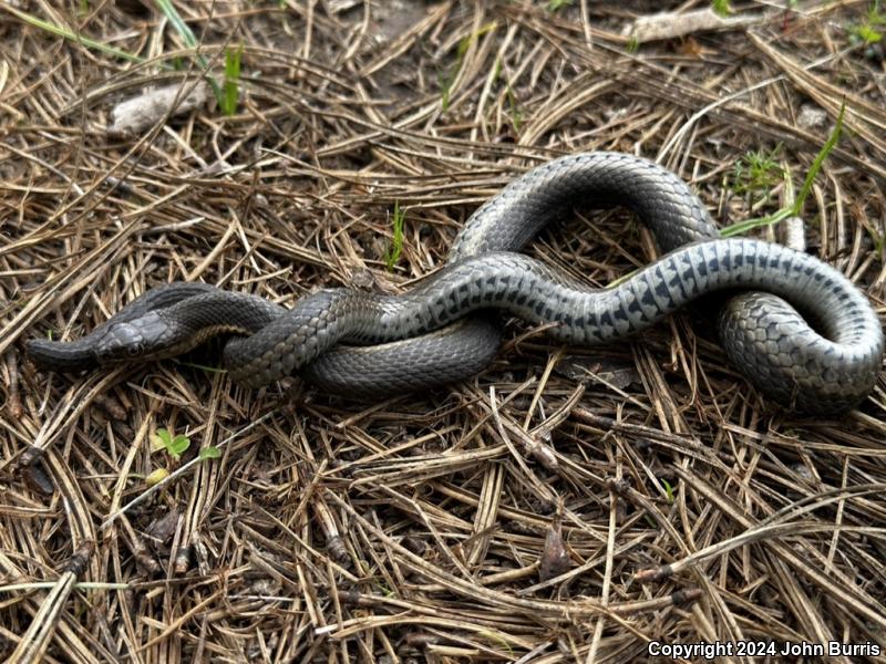 Gray Black-bellied Gartersnake (Thamnophis melanogaster canescens)