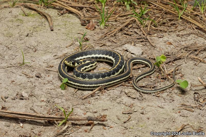 Mexican Highland Gartersnake (Thamnophis pulchrilatus)