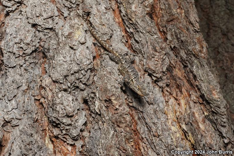 Northeastern Graphic Lizard (Sceloporus grammicus disparilis)