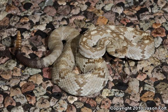 Northern Black-tailed Rattlesnake (Crotalus molossus molossus)