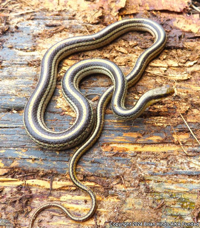 Texas Patch-nosed Snake (Salvadora grahamiae lineata)