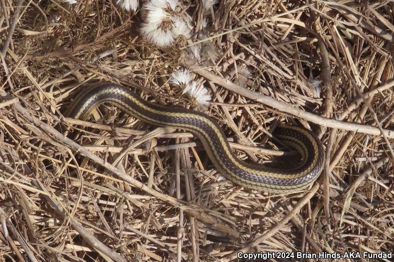 Texas Patch-nosed Snake (Salvadora grahamiae lineata)