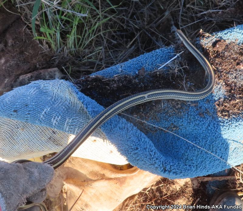 Texas Patch-nosed Snake (Salvadora grahamiae lineata)