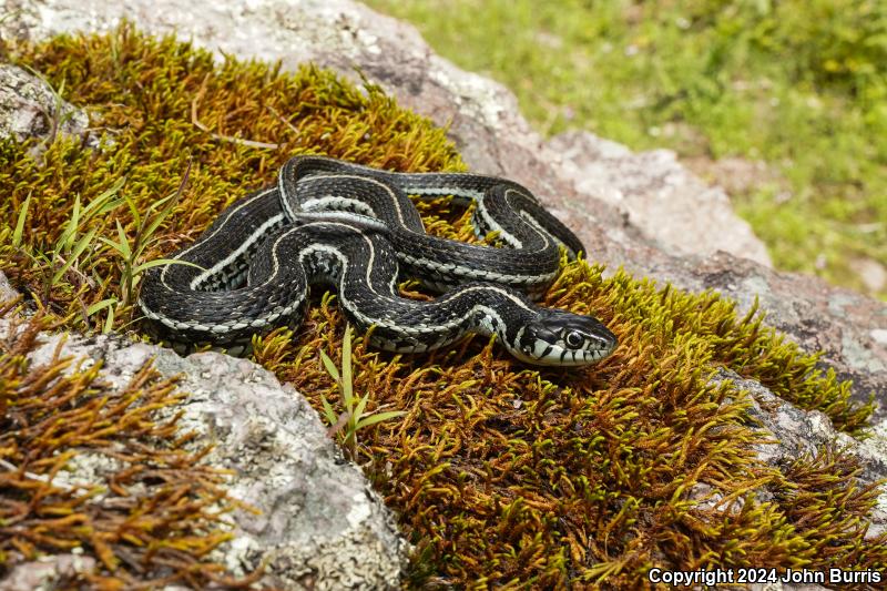 Western Montane Mexican Gartersnake (Thamnophis eques virgatenuis)