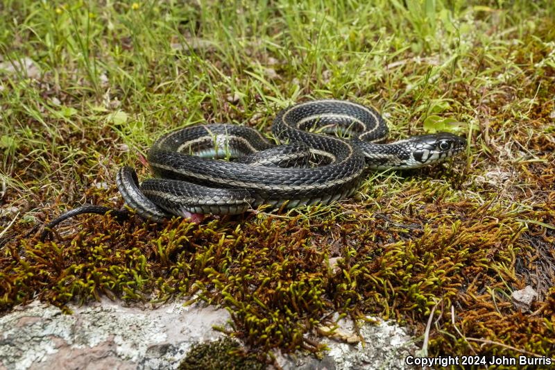 Western Montane Mexican Gartersnake (Thamnophis eques virgatenuis)