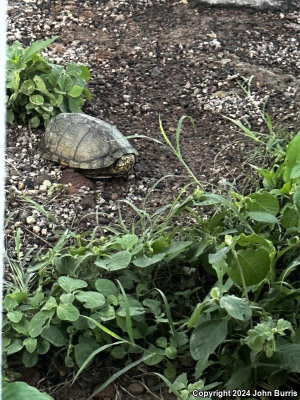 Mexican Mud Turtle (Kinosternon integrum)