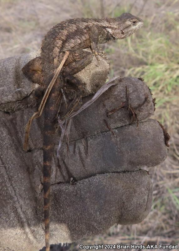 Texas Spiny Lizard (Sceloporus olivaceus)