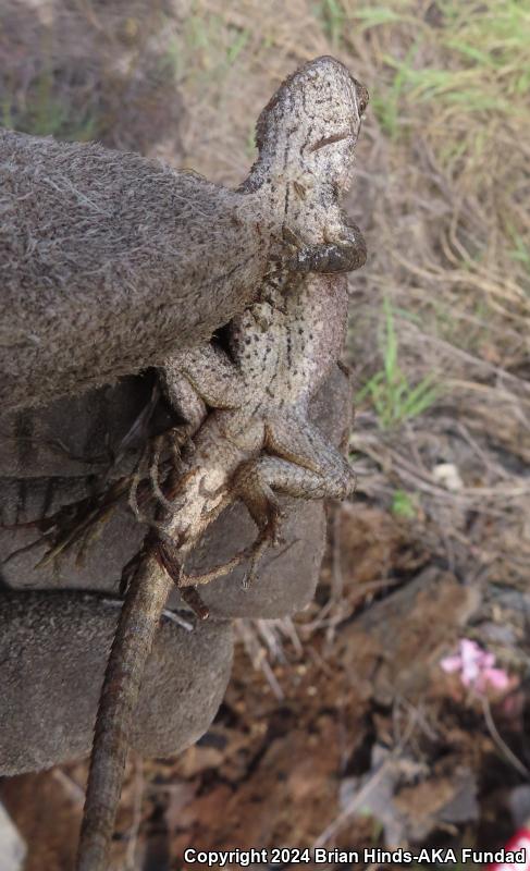 Texas Spiny Lizard (Sceloporus olivaceus)