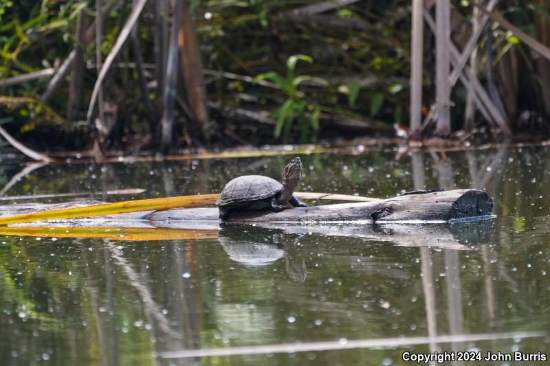 Mexican Mud Turtle (Kinosternon integrum)