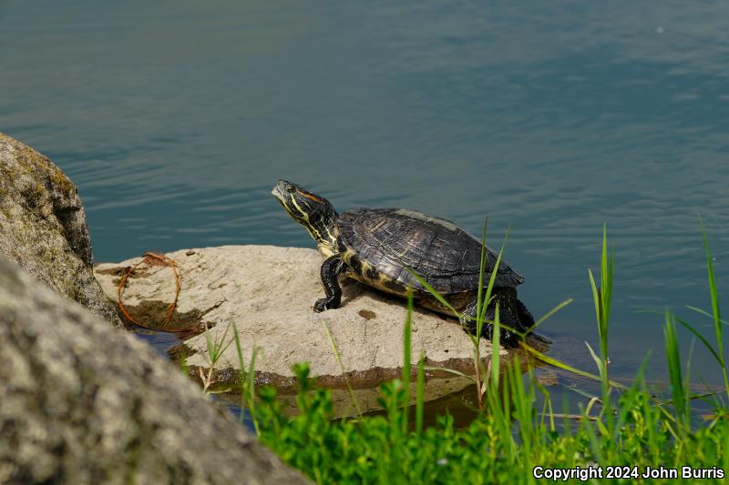 Ornate Slider (Trachemys ornata)