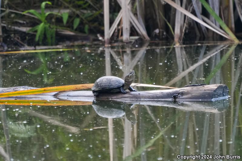 Mexican Mud Turtle (Kinosternon integrum)