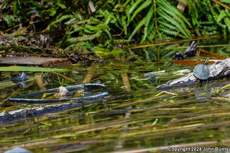 Ornate Slider (Trachemys ornata)