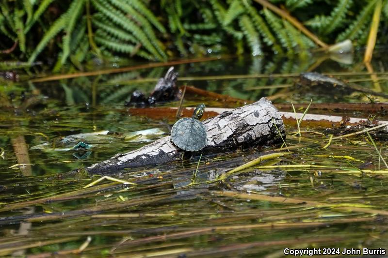 Ornate Slider (Trachemys ornata)