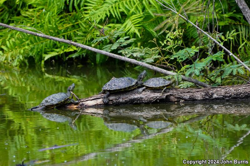 Ornate Slider (Trachemys ornata)