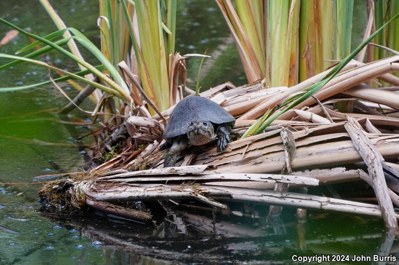 Mexican Mud Turtle (Kinosternon integrum)