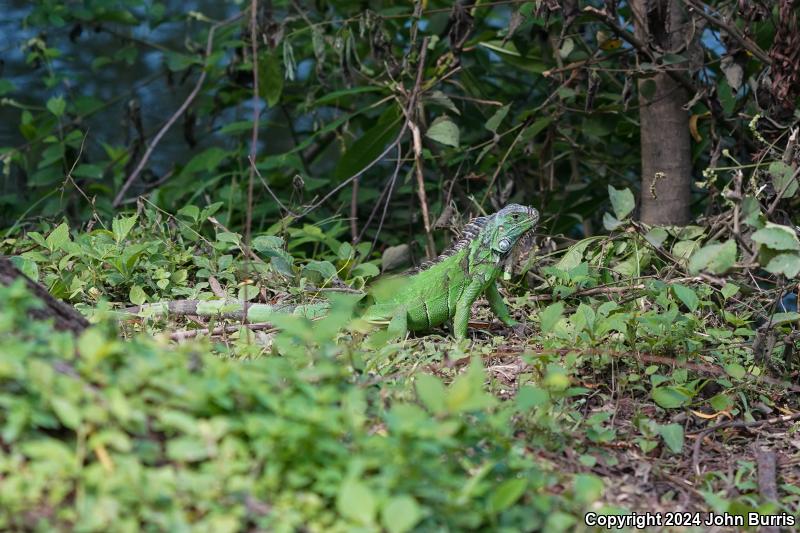 Green Iguana (Iguana iguana)