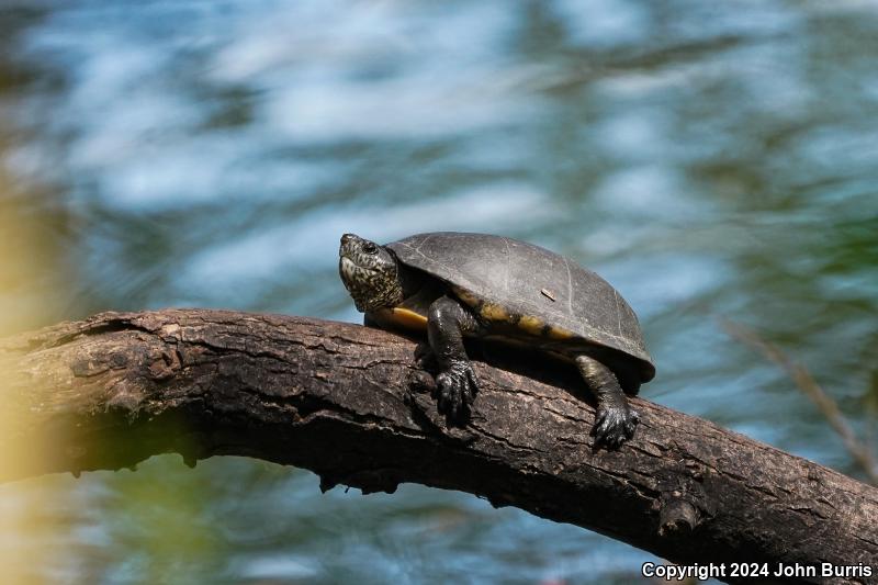 Mexican Mud Turtle (Kinosternon integrum)