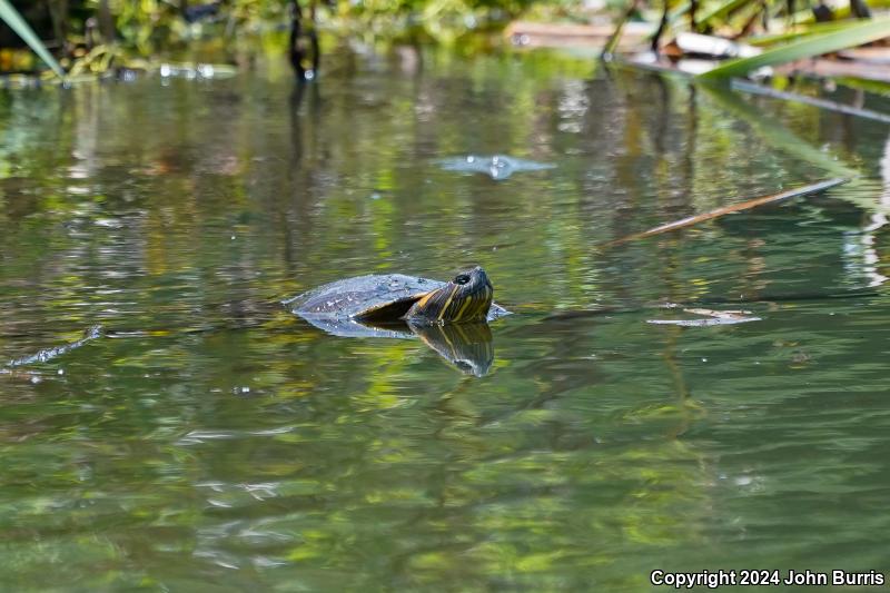 Ornate Slider (Trachemys ornata)