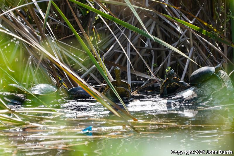 Mexican Mud Turtle (Kinosternon integrum)