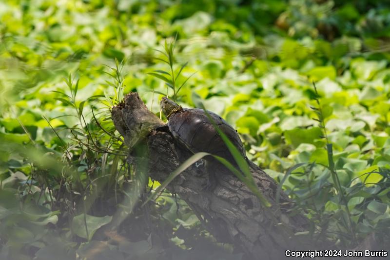 Mexican Mud Turtle (Kinosternon integrum)